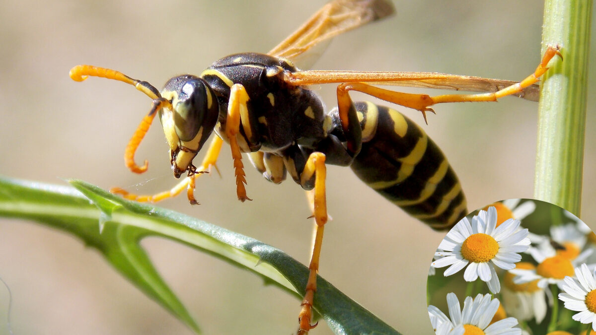 Osy i szerszenie – zagrożenia i usuwanie gniazd