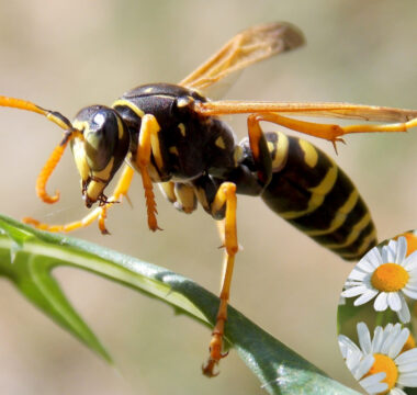 Osy i szerszenie – zagrożenia i usuwanie gniazd