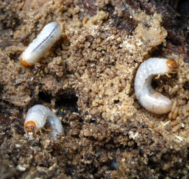 Pędraki w trawniku – jak je rozpoznać i skutecznie zwalczyć?