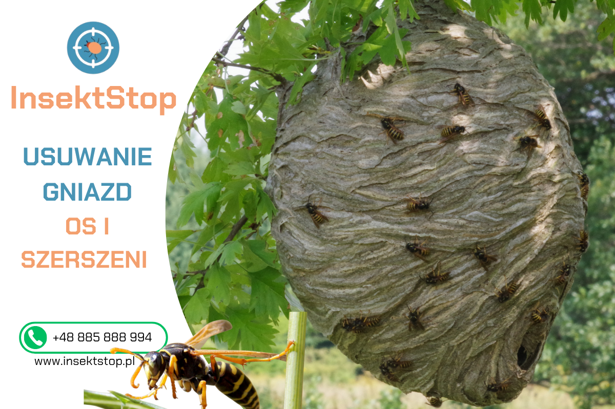 jak pozbyć się os usuwanie gniazd os i szerszeni insektstop