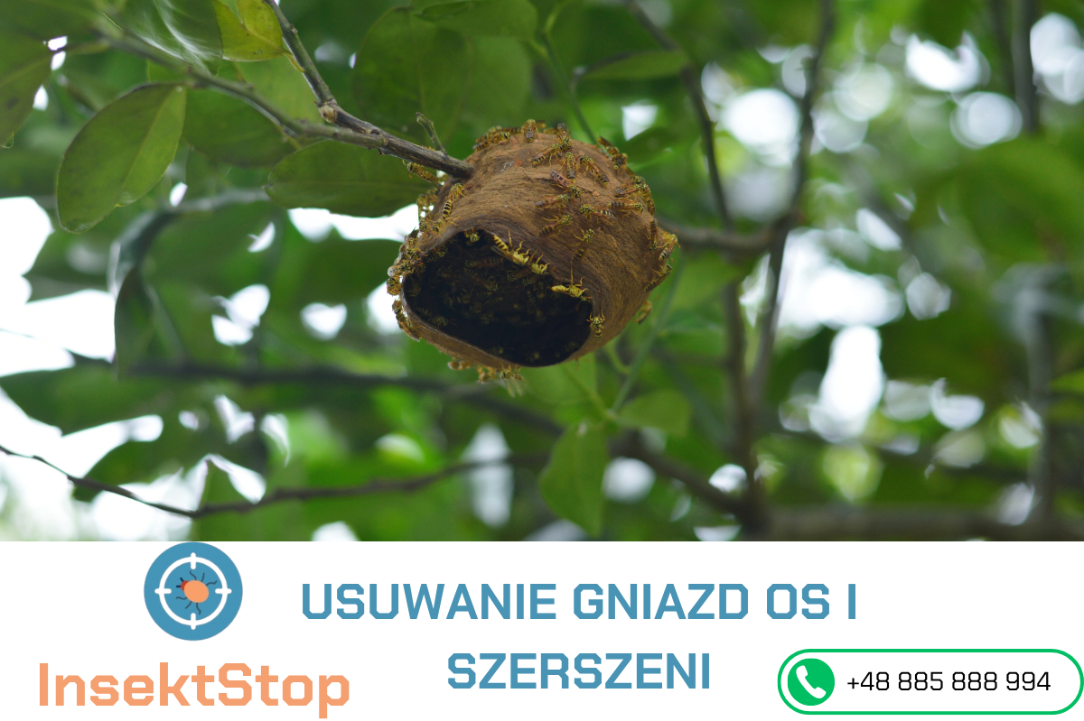 jak pozbyć się os z ogrdu InsektStop